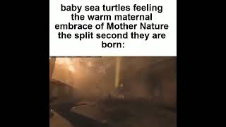 baby sea turtles feeling the warm maternal embrace of Mother Nature the split second they are born