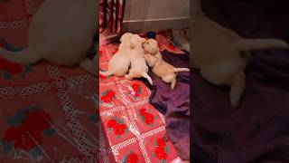 #labradorlovers #puppies #trending #shortsviral #shorts