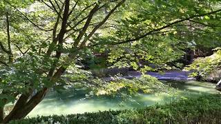 Japanese Garden Leaf Ripples