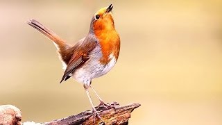 Robins territory dispute - Erithacus rubecula