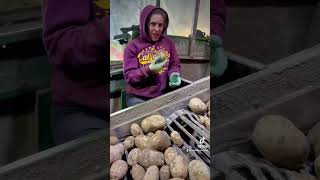 Potato Harvesting