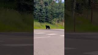 Black Bear crossing the street in Aspen Colorado