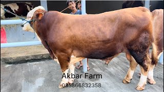 STOK TERBARU BAKALAN SUPER 2 EKOR AKBAR FARM 22 SEPTEMBER 2023‼️