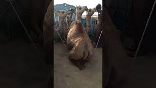 Camel without head😱 #Shorts #youtubeshorts #animals #camels #janwar