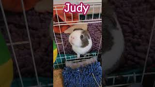 tell Judy that he's cute #funny #youtubeshorts