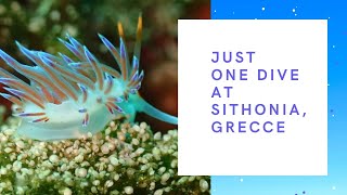 Just ONE DIVE at Sithonia, Greece