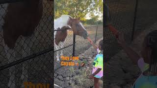 Feeding Horses! 🦋🦋#2023 #texas #travelvlog #horses #carrots #shortsvideo #youtubeshorts