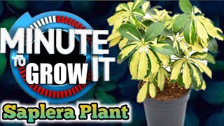 How to Propagate Saplera Plant in One Minute ⏱️