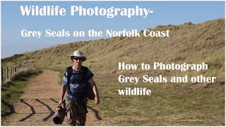 Wildlife Photography Grey Seals on the Norfolk coast