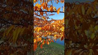 Sakuras in autumn #autumn #fallingleaves #sakura