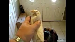 Dog Eats Bean Burrito