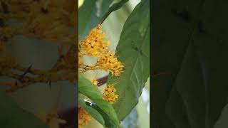 #wildlife  #series  93#hummingbird , wasp, bee, black bee and butterfly competing on flower nectar