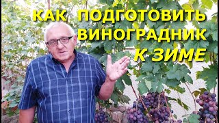 Как подготовить виноградник к зиме