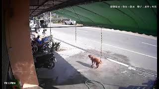 CCTV Footage of Dog hit and run #trendingvideo #goldenretriever