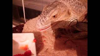 21-2-2014 zilla eating strawberries