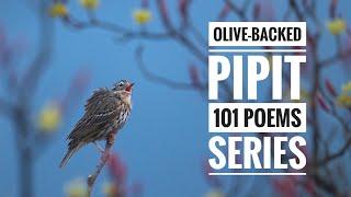 Ode to Olive-Backed Pipit: ‘101 Poems’ Series on Himalayan Birds | Wildlife Poetry | Sourabha Rao