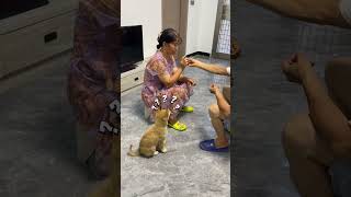 The puppy quickly learned to rush to answer the comment area to see everyone's dog baby crown custo