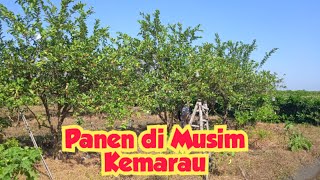 Panen Jambu Kristal di Musim Kemarau