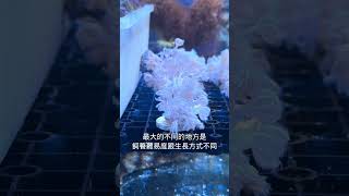 最動感的珊瑚！日本八爪珊瑚！水質指標！與加勒比海八爪的差異？