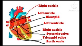 Internal structure of human heart