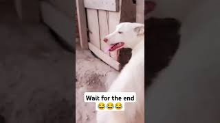 He was angry on me | 😂😂 | #funny #dog #shorts #viral