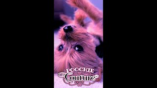 Funny Dog YORKIE DANCE #shorts