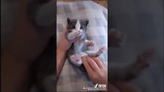 Proper Way Making Kittens Pee