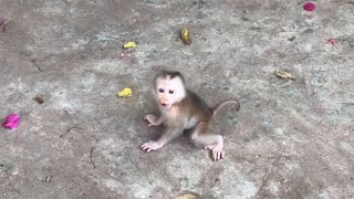 The most video poor baby monkey Ella cries of sadness | Monkey Ella Crying Video