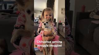 Chihuahua getting struggle snuggled by toddler #viral #shorts #hilarious #toddlers #blowthisupforme