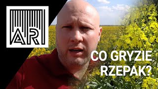 Ochrona rzepaku i buraków cukrowych, czyli co gryzie rzepak | Q&A || AR #93