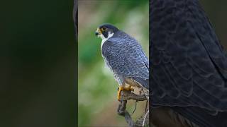 Peregrine Falcon #subscribe #shorts #wildlife #nature #birdwatching #birdsofprey #falcon #raptors