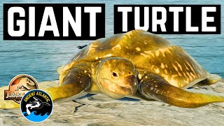 Giant Sea Turtles laying their eggs | Ancient Atlantic