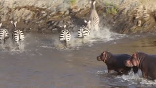 Hippos stop zebra crossing