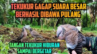 Tangan Kawan Langsung Gemetaran Mendapatkan Burung Ini, Tekukur Gagap Suara Besar