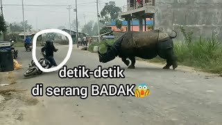 Hampir Kena !!! detik-detik di serang Badak 😱| attacked by a rhino