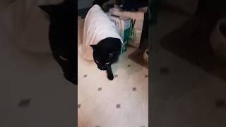 Drying off the big Void Cat #catshorts #cute #funny #meme #blackcat #chonkycats