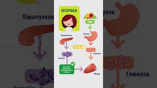 Як засвоюються вуглеводи у здорових людей, а також при діабеті 1 чи 2 типів