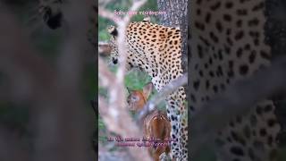 🦌Baby Deer thought Leopard was a mother🐆#youtube #babydeer #leopard #amazingfacts #ytshorts #shorts