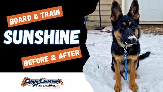 German Shepherd, 7m/o, "Sunshine" | Outstanding GSD Obedience Training