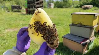 Transferring Comb into Frames