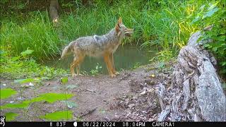 coyote 22Jun2024