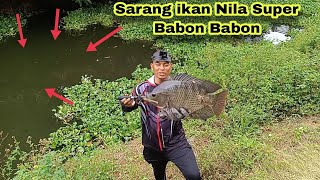 Tidak Ada Yang Tau...‼️ Disini Sarangnya ikan Nila Babon Babon ||Slingshot Fising ||ketapel Ikan