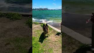 German Shepherd at the harbour 💙