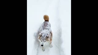 dog enjoy in snow#dogs #cats #animalcompanions #animals #trending #catbehavior