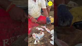 KASIMEDU SIRUTHAI DURAI FISH CUTTING VIDEO / cutting focus #bigfishcutting #bigfish #trending