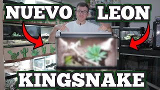 AWESOME REALISTIC SNAKE TANK! (Nuevo Leon Kingsnake) | Guide