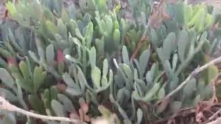 Sea fennel Samphire Crithmum (Κρίταμο)