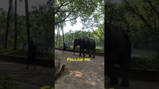 #elephant #followme #Thailand