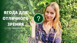 ОСЕННЯЯ ЯГОДА, которая УКРЕПЛЯЕТ И УЛУЧШАЕТ ЗРЕНИЕ🍂