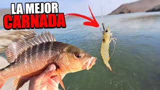 PESCA MUY EFECTIVA CON CAMARON